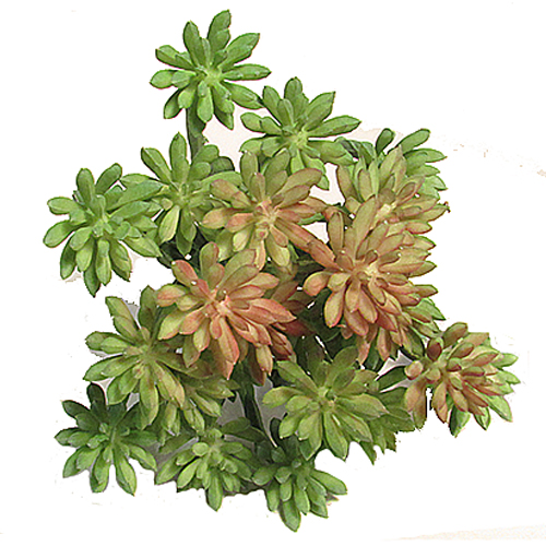 Суккулент 11,5 х 8,5 см 1 Суккулент 11,5 х 8,5 см